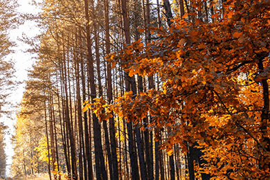 开云体育APP下载-中国羽毛球队强势压制丹麦羽毛球队，林丹惊艳世界